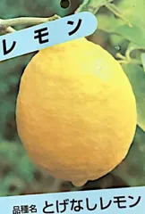 レモン　　トゲ無しレモン★レモンの家庭菜園で一番選ばれている人気品種★６号大苗