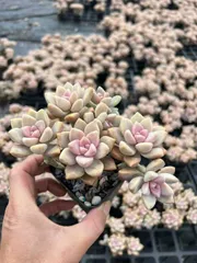 28鉢×アワユキ 多肉植物 エケベリア セダム アエオニウム グラプトペタルム 韓国苗 寄せ植え MTu13