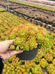 6株×ティア 多肉植物 エケベリア セダム アエオニウム グラプトペタルム 韓国苗 寄せ植え MTu15