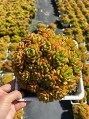 6株×ティア 多肉植物 エケベリア セダム アエオニウム グラプトペタルム 韓国苗 寄せ植え MTu16