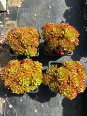 12株×ティア 多肉植物 エケベリア セダム アエオニウム グラプトペタルム 韓国苗 寄せ植え MTu21