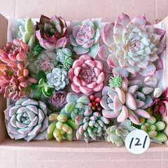 121 多肉植物寄せ植えセット