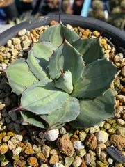 2025年最新】吉祥天錦の人気アイテム - メルカリ