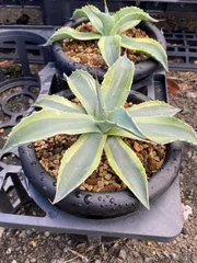 2025年最新】オバティフォリア オルカの人気アイテム - メルカリ