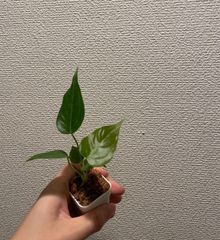 アンスリウム サンダーボルト Anthurium Thunderbolt - メルカリ
