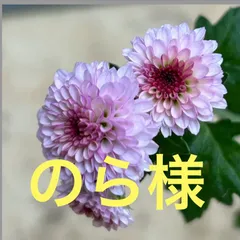 のら様専用 ピンク小菊 ポット苗
