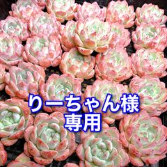 メルカリ便発送‼︎　レイオブライト　変わり斑 4株カット苗 メルカリ便発送‼︎ レイオブライト 変わり斑 4株カット苗