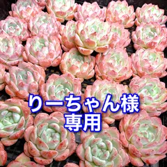 りーちゃん様専用