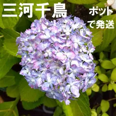 2025年最新】紫陽花挿し穂の人気アイテム - メルカリ