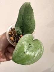 2025年最新】スキンダプサス シルバーの人気アイテム - メルカリ