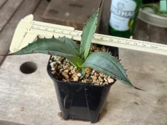 2025年最新】アガベ ブルーグローの人気アイテム - メルカリ