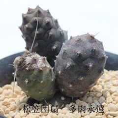 多肉植物 ガガイモ 蛮鬼角(国内繁殖苗・カット苗です) - メルカリ