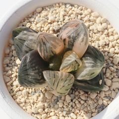 多肉植物 ハオルチア 火鳳凰錦 - メルカリ