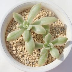 エケベリアミニベル錦斑入り抜き苗発送 - メルカリ