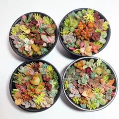 2025年最新】多肉 そのまま飾れる寄せ植えの人気アイテム - メルカリ
