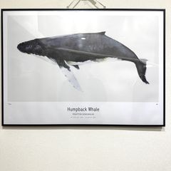 Humpback Whale 額入りポスター Humpback Whale 額入りポスター - メルカリ