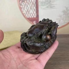 OZWRT AGAVE CALAPPA アガベの精霊 オペルクリカリア パキプス - メルカリ