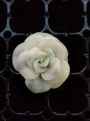 2025年最新】ラブリーローズ錦の人気アイテム - メルカリ