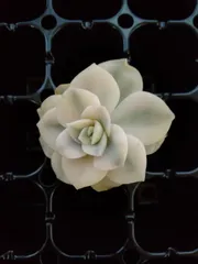 ❤ラブリーローズ錦❤✨白斑✨ 美苗 葉挿しっ子 美斑 速達付 新作登場