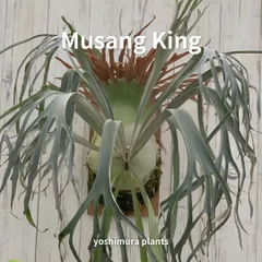 2026年最新】コロナリウムの人気アイテム - メルカリ