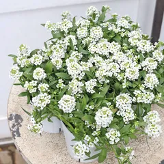 2026年最新】ビオラ苗の人気アイテム - メルカリ