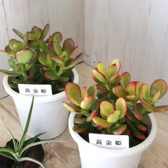 2025年最新】金のなる木 黄金花月の人気アイテム - メルカリ