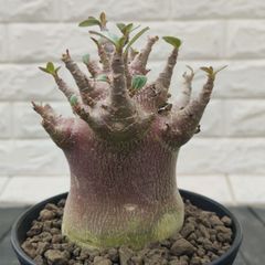 サンセベリア ダンシングドラゴン サンスベリア Sansevieria Dancing