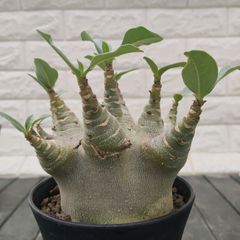 サンセベリア ダンシングドラゴン サンスベリア Sansevieria Dancing