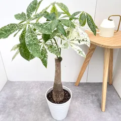 2025年最新】接木パキラの人気アイテム - メルカリ