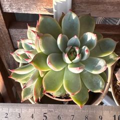 大セール‼️古都の葉さん苗❣️小桃いろは❣️札付き❗️多肉植物 抜き