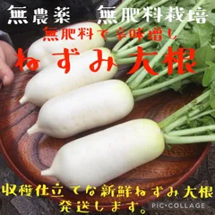 岡山県産　農薬不使用　無肥料　ねずみ大根　約500g辛味大根　野菜セット