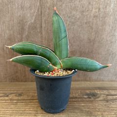 サンスベリア Sansevieria sinus-simiorum R979 v - メルカリ