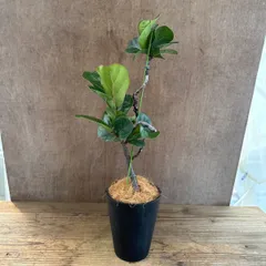 フィカス・リラータ・バンビーノ 曲がり 5号   現品 ゴムの木 ゴムノキ ハートリーフ 観葉植物 観葉 植物 珍奇植物 珍奇 珍しい レア 希少 インテリア プレゼント おしゃれ かわいい リビング おうち時間 グリーン