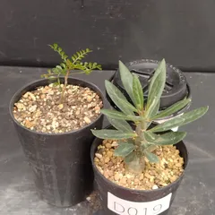 9/26写真更新　オペルクリカリアパキプス　実生　3年目 オペルクリカリア パキプス （実生）RF231526(T) | RAFLUM / ラフラム｜