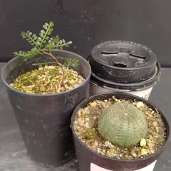 2025年最新】パキプス ベアルートの人気アイテム - メルカリ