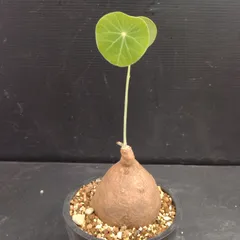 ステファニア ステファニア | 植物の育て方 | 大阪・堺市東区の植物販売「SULK GREEN」