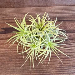チランジア イオナンタ ドルイド ① 現品 Tillandsia ionantha ‘Druid’ チランジア ティランジア イオナンタ ドゥルイド ティランジア エアプランツ エアープランツ ドゥルイド  観葉植物 観葉 植物  ハンギング 吊るす 吊り下げ