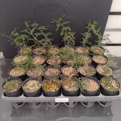 2025年最新】パキプス ベアルートの人気アイテム - メルカリ