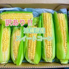 沖縄県久米島産 白いとうもろこし スイートコーン 訳ありお買い得品