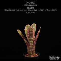 送料無料】Billbergia 'Ivory Tower'〔ビルベルギア〕現品発送B0282