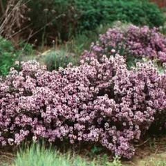 花種子 Urban Collection Creeping Thyme Seeds クリーピングタイムのタネ 美しい花と爽やかな香りのグランドカバープランツ！