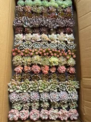 2025年最新】モンロー錦の人気アイテム - メルカリ