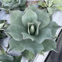 2025年最新】アガベ オバティフォリアの人気アイテム - メルカリ