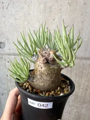 2026年最新】ペアルソニーの人気アイテム - メルカリ