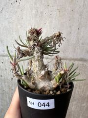 フィロボルス レスルゲンス 実生 仁王立ち 鉢ごと発送 - メルカリ