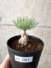 2025年最新】ゲチリス グランディフローラの人気アイテム - メルカリ