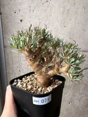 2026年最新】オトンナ ユーフォルビオイデスの人気アイテム - メルカリ