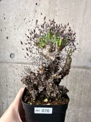 2025年最新】チレコドンの人気アイテム - メルカリ