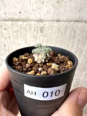 【現品限り】モンソニア・ぺニクリナム【AH10】 Monsonia peniculinum【植物】塊根植物 夏型 コーデックス