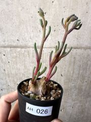 ⬛️速達 Darlingtonia ダーリングトニア 食虫植物 - メルカリ
